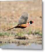 Ring Necked Pheasant On The Wing #1 Metal Print