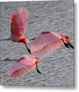 Roseate Spoonbill #1 Metal Print