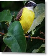 Rusty Margined Flycatcher Parque Del Cafe Colombia Metal Print