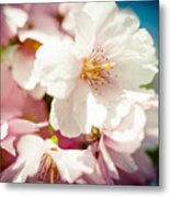Sakura Blossoms Pink Cherry Artmif.lv #1 Metal Print