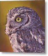 Screech Owl  #1 Metal Print