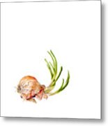 Shallot #1 Metal Print