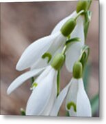 Sign Of Spring #1 Metal Print