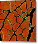 Skeletal Muscle Fibres, Light Micrograph #1 Metal Print