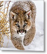 Sneaky Cougar #1 Metal Print