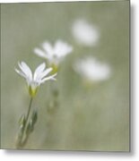 Snow In Summer #1 Metal Print