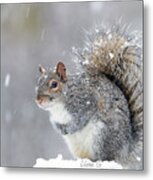 Snow Squirrel  #1 Metal Print
