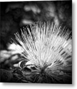 Spiked Metal Print