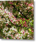 Spring Blossoms #1 Metal Print