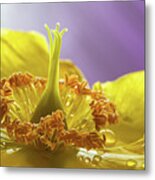 St Johns Wort Flower #1 Metal Print