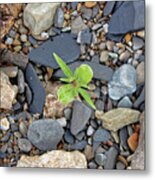 Stand Out From The Crowd #1 Metal Print