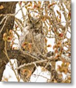 Staring Great Horned Owl #1 Metal Print