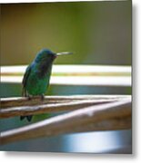 Steely-vented Hummingbird Quindio Colombia #1 Metal Print