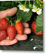 Strawberries #1 Metal Print