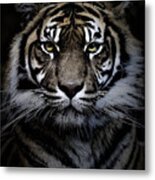Sumatran Tiger #3 Metal Print
