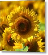 Sunflower #1 Metal Print