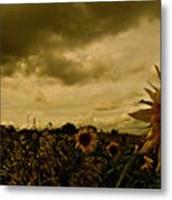 Sunflowers #1 Metal Print