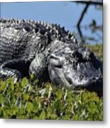 Sunning Gator #1 Metal Print