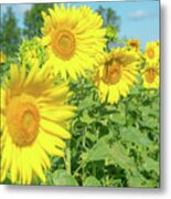 Sunny Sunflowers #1 Metal Print