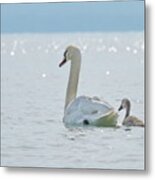 Swan And Baby #1 Metal Print