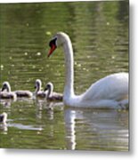 Swan And Cygnets Stony Brook New York #1 Metal Print