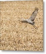 Taking Off #1 Metal Print