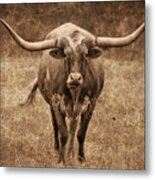 Texas Longhorn 2 #1 Metal Print