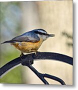 The Nuthatch #1 Metal Print