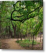 The Winding Pathway #1 Metal Print