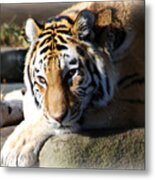 Tiger At Cleveland Zoo #1 Metal Print