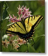 Tiger Swallowtail #1 Metal Print