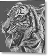 Tiger Teeth #1 Metal Print