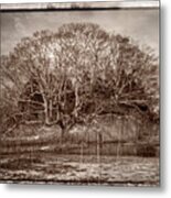 Tree In Marsh #1 Metal Print