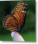 Viceroy Butterfly #1 Metal Print