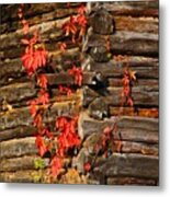 Virginia Creeper #2 Metal Print