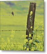 Warbler In The Meadow Metal Print