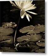 Water Lily #1 Metal Print