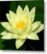 Water Lily #1 Metal Print