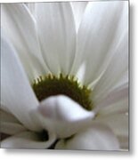 White Beauty #1 Metal Print