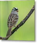 White-crowned Sparrow #1 Metal Print