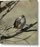 White-crowned Sparrow Metal Print