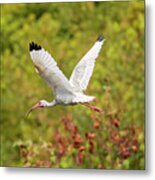 White Ibis In Hilton Head Island #1 Metal Print