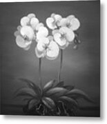White Orchids #1 Metal Print