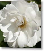 White Rose #1 Metal Print