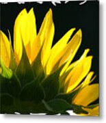 Wild Sunflower #1 Metal Print