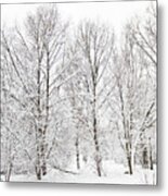 Winter Forest #1 Metal Print