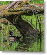 Wood Duck  #1 Metal Print