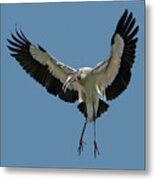Wood Stork #1 Metal Print
