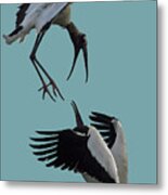 Wood Stork Pair #1 Metal Print