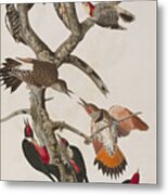 Woodpeckers Metal Print